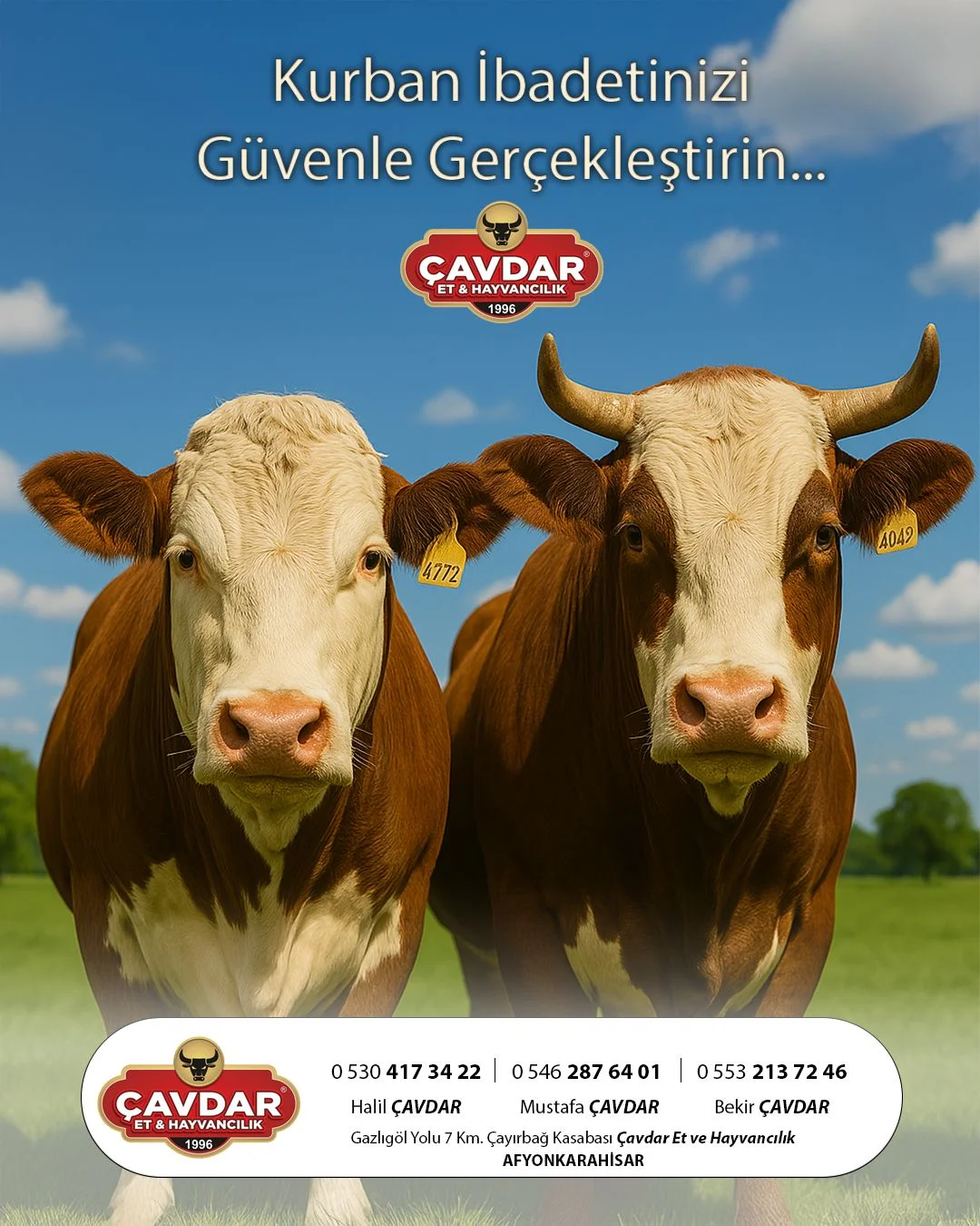 Afyon Kurbanlık | Akika Kurbanı | Şükür Kurbanı | Afyon Adaklık Kurban