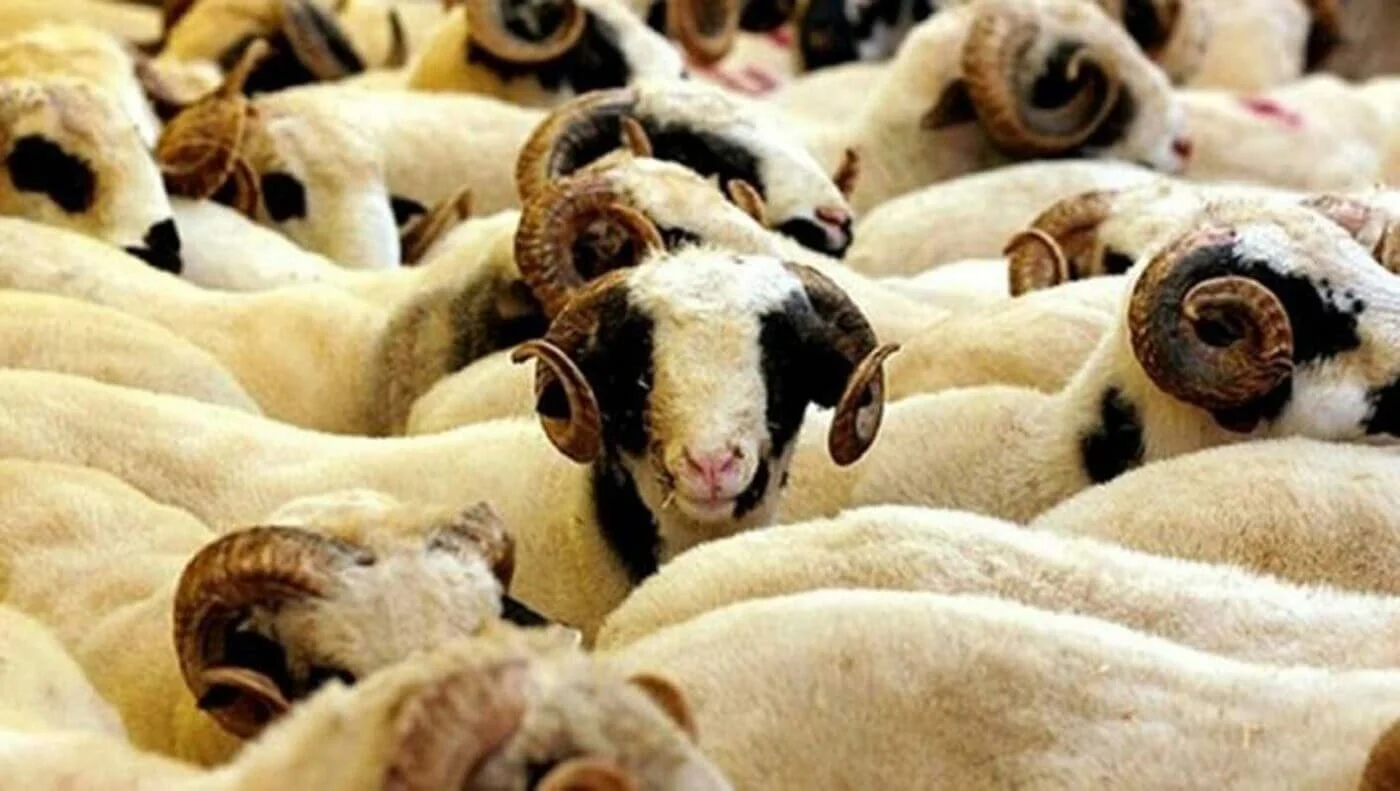 Afyon Kurbanlık | Akika Kurbanı | Şükür Kurbanı | Afyon Adaklık Kurban