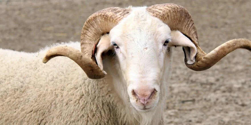 Afyon Kurbanlık | Akika Kurbanı | Şükür Kurbanı | Afyon Adaklık Kurban