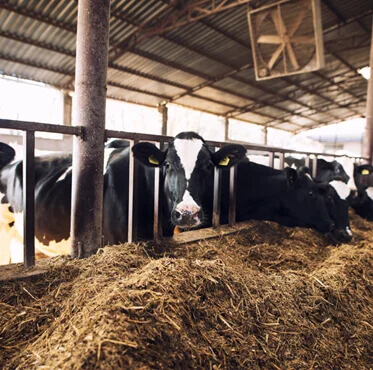 Afyon Kurbanlık | Akika Kurbanı | Şükür Kurbanı | Afyon Adaklık Kurban